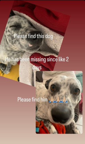 Lost Male Dog last seen I really don't know , Las Vegas, NV 89121