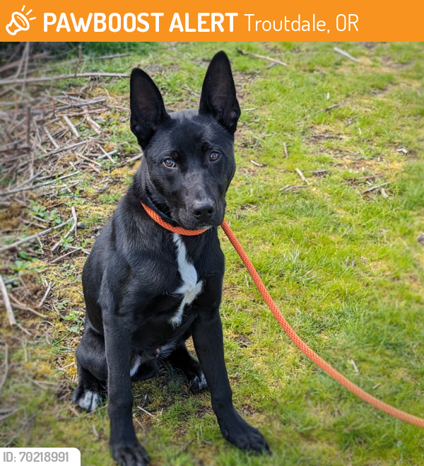 Shelter Stray Male Dog last seen Wood Village Baptist Church, WOOD VILLAGE, OR, 97060, Troutdale, OR 97060