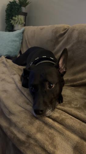 Lost Male Dog last seen W 149th, Brook Park, OH 44142