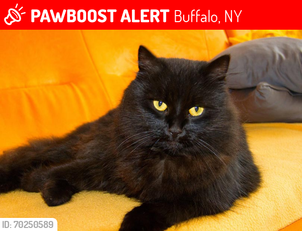 Lost Male Cat last seen near sanders road, Buffalo, NY 14216
