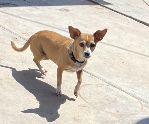Lost Female Dog last seen Broadway and Pine in Santa Ana, Santa Ana, CA 92701