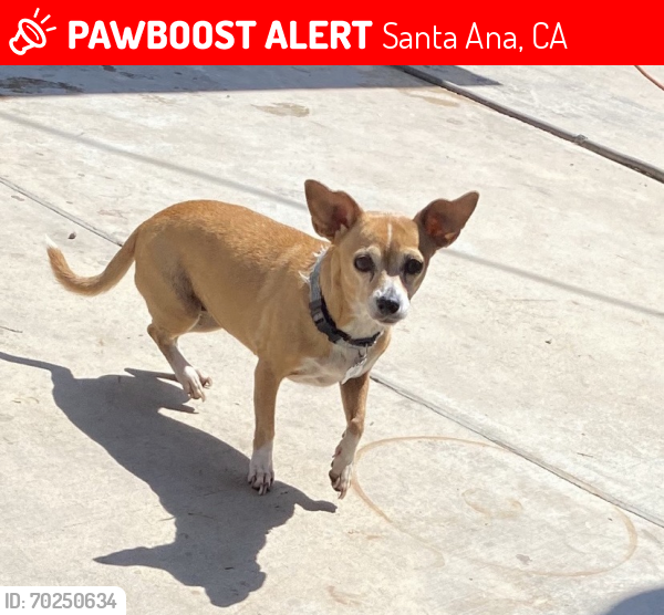 Lost Female Dog last seen Broadway and Pine in Santa Ana, Santa Ana, CA 92701