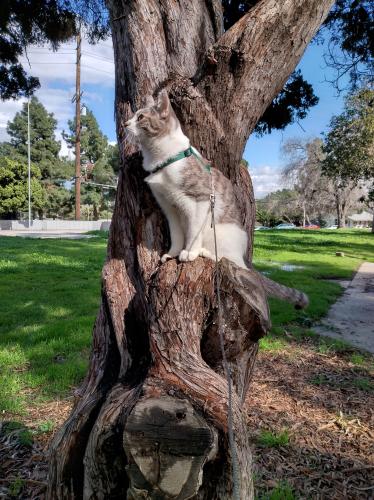 Lost Female Cat last seen Riverside Dr/Griffith Park area, Los Angeles, CA 90027