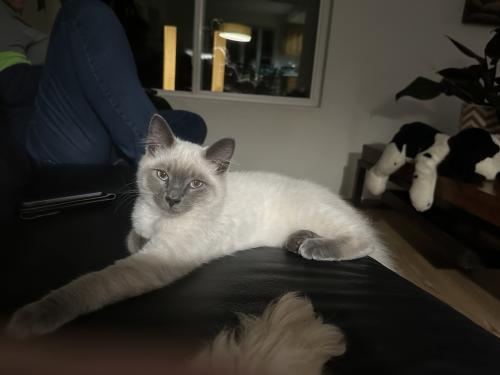 Lost Male Cat last seen Hepler and Wildwood.  By downtown Issaquah, Issaquah, WA 98027