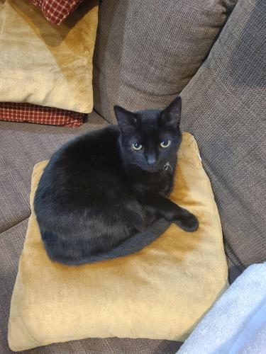 Lost Female Cat last seen Lawrence and Leavitt , Chicago, IL 60625
