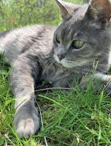 Lost Male Cat last seen Reynoldsburg New Albany, Blacklick, OH 43004