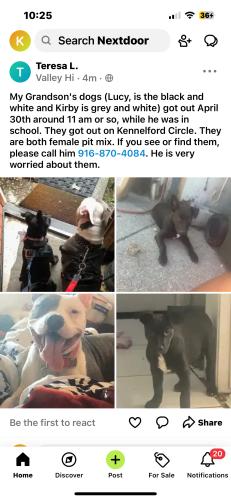 Lost Female Dog last seen Both pit mix, Sacramento, CA 95823