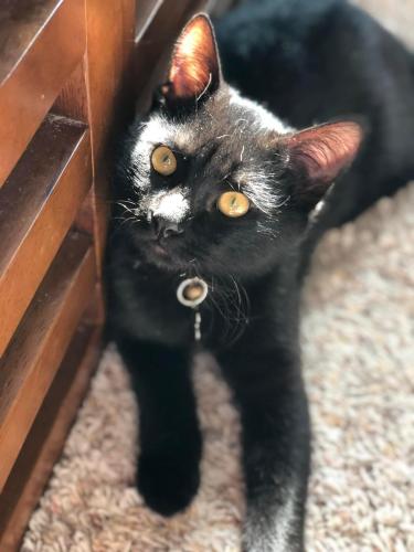 Lost Male Cat last seen Duval Drive and Gillespie, Plano, TX 75025