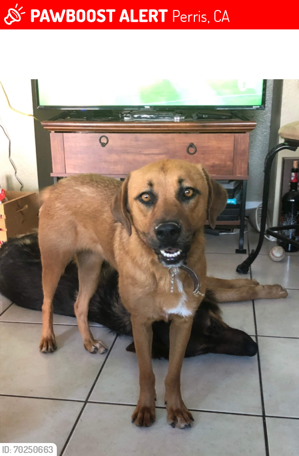 Lost Female Dog last seen Between Citrus and Orange and Wilson Ave , Perris, CA 92571