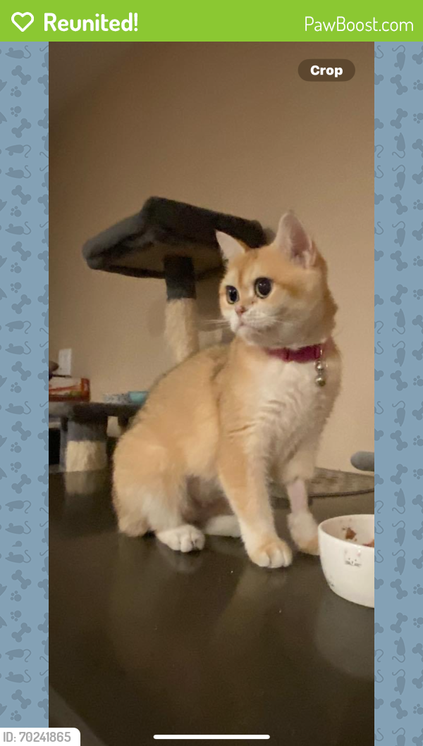 Reunited Female Cat last seen Nearbank Dr, Rowland Heights , Rowland Heights, CA 91748