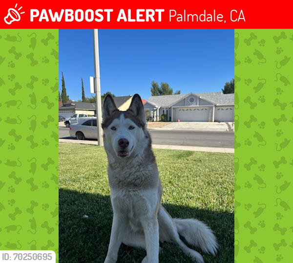 Lost Female Dog last seen Avenue R13 and 45th east, Palmdale, CA 93552