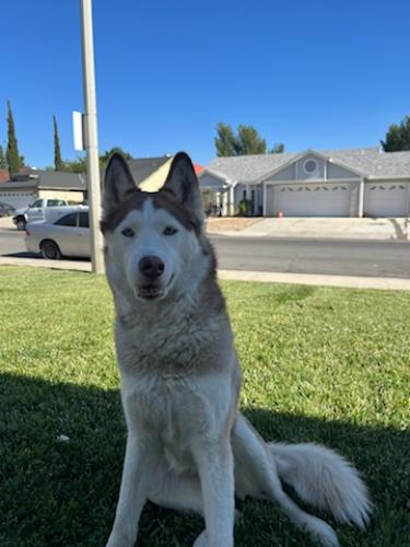 Lost Female Dog last seen Avenue R13 and 45th east, Palmdale, CA 93552