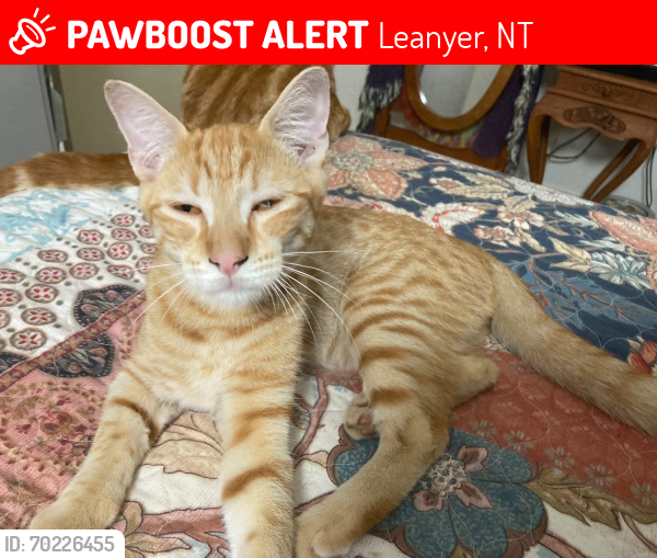 Lost Male Cat last seen Leanyer Drive nearest cross Dundas, Leanyer, NT 0812