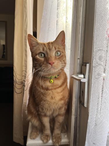Lost Male Cat last seen Isleworth, Greater London, England TW7