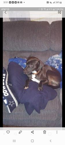 Lost Male Dog last seen East side, Sioux Falls, SD 57104