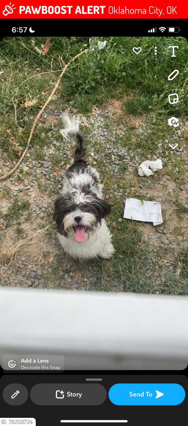 Lost Female Dog last seen NW 37th st (n college ave)t (n college ave), Oklahoma City, OK 73099