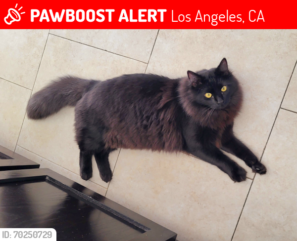 Lost Male Cat last seen Buckler Avenue & W 58th Place, Los Angeles, CA 90043