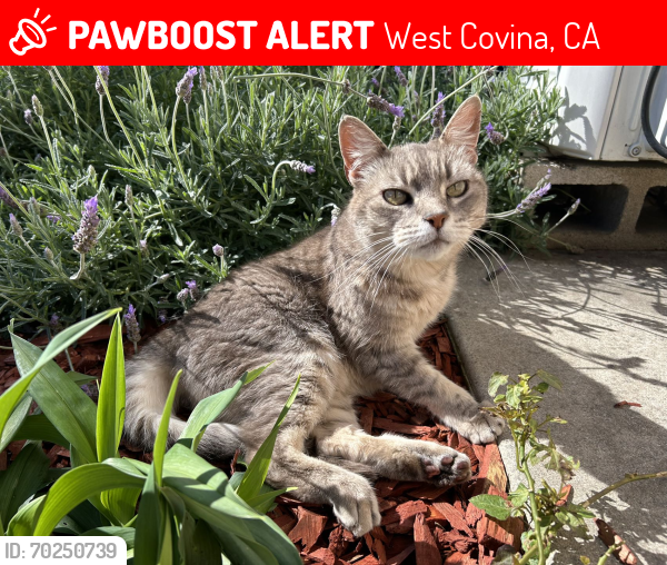 Lost Male Cat last seen Merced elementary school, West Covina, CA 91791