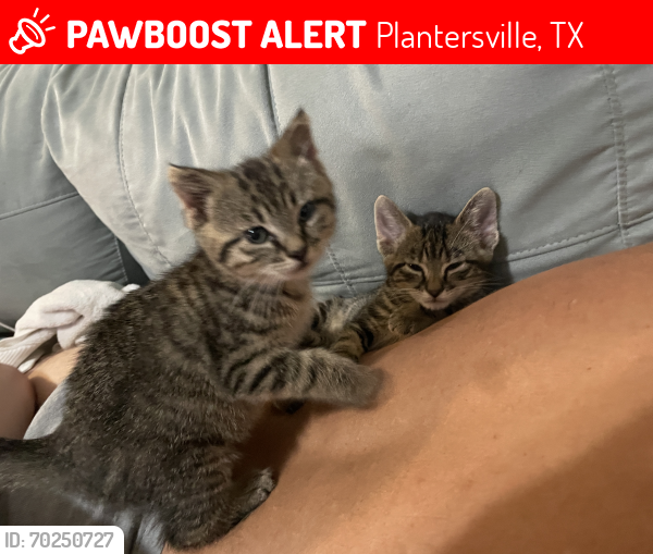 Lost Female Cat last seen Near N Loop Dr, Plantersville, TX 77363, Plantersville, TX 77363