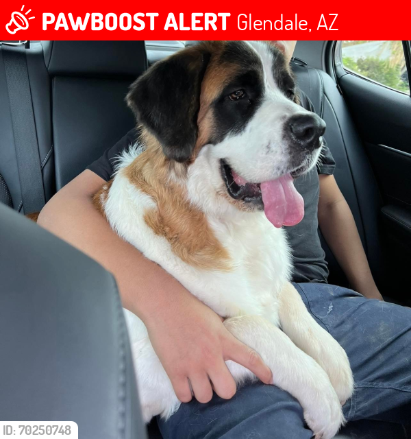 Lost Female Dog last seen Phoenix Az, Glendale, AZ 85302