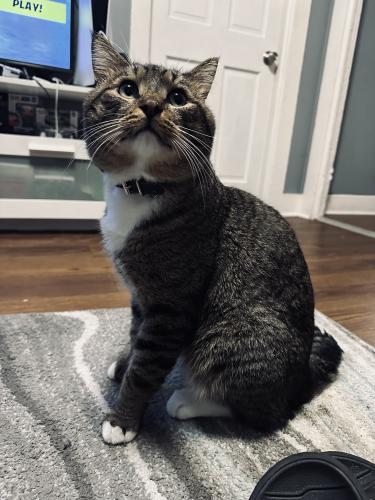Lost Male Cat last seen Near peck ave & William st, West Haven, CT 06516