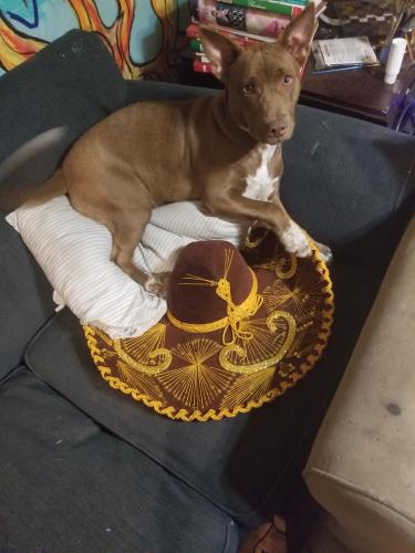 Lost Female Dog last seen Gallagher View and Middlebrook Pike, Knoxville, TN 37909