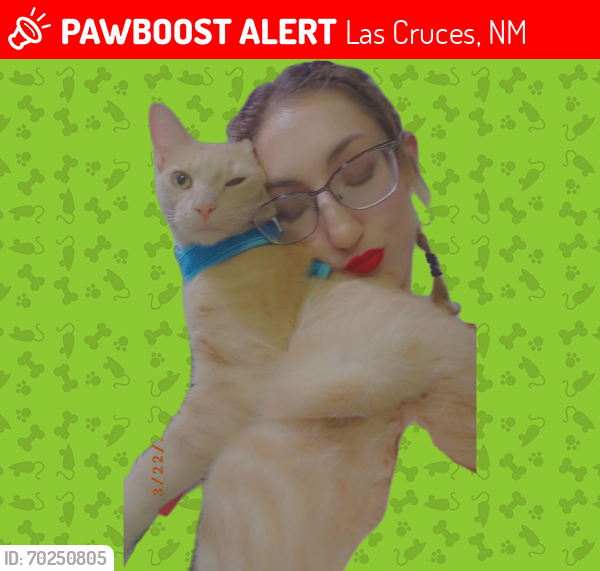 Lost Male Cat last seen NMSU campus , Las Cruces, NM 88003