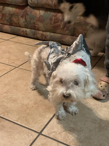 Lost Female Dog last seen alamitos st by vernon middle school, Montclair, CA 91763