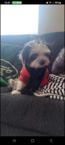 Lost Female Dog last seen James and first street Hackensack , Hackensack, NJ 07601