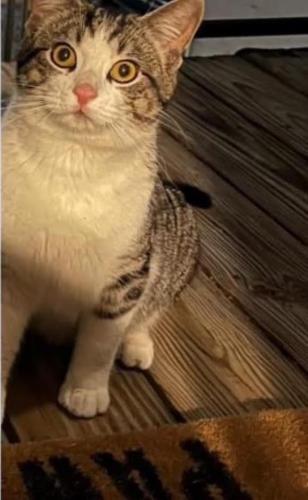 Lost Male Cat last seen Cypress Carrara apmts , Spring, TX 77379
