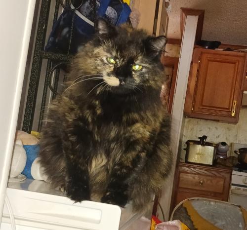 Lost Female Cat last seen New berry , York Haven, PA 17370