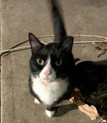 Reunited Female Cat last seen Nancemond St, Springfield, VA 22150