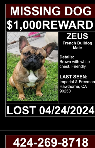 Lost Male Dog last seen Tíos Tacos, Hawthorne, CA 90304