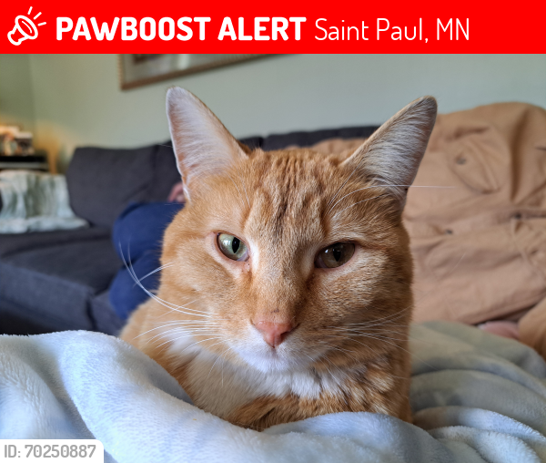Lost Male Cat last seen BelvidereSt.E and Oakdale, Saint Paul, MN 55107