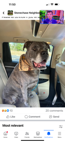 Lost Male Dog last seen Quintet & Stonechase Blvd, Pace, FL 32571