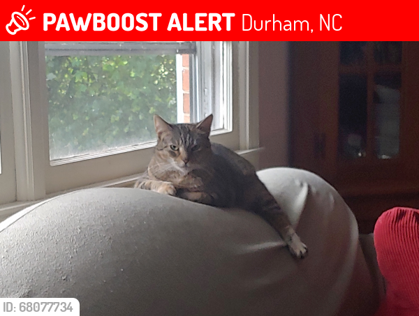 Lost Female Cat last seen Near Majestic Avenue, Durham, NC 27707