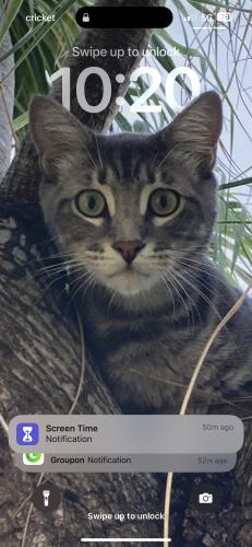 Lost Male Cat last seen Mcnab and 18, Pompano Beach, FL 33060