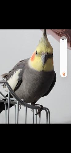 Lost Male Bird last seen Near Gingle Crescent and Airport , Brampton, ON L6S 0A8