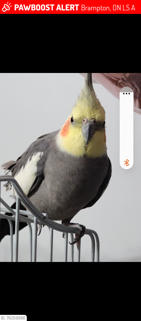 Lost Male Bird last seen Near Gingle Crescent and Airport , Brampton, ON L6S 0A8