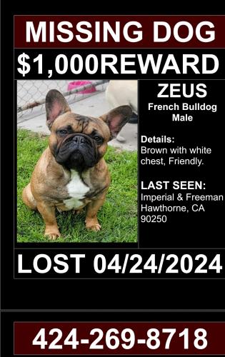 Lost Male Dog last seen Near and imperial Hawthorne , Hawthorne, CA 90250