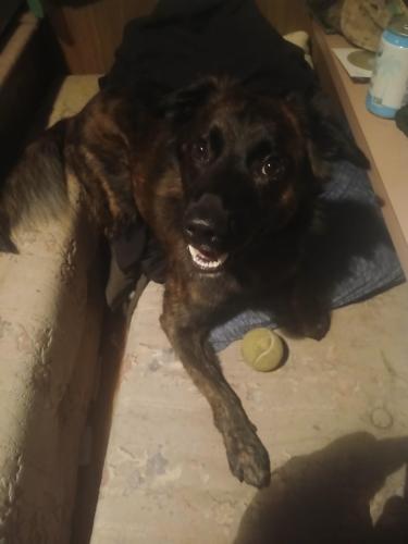 Lost Male Dog last seen Texas Ave and Southern Ave, Bryan, TX 77802