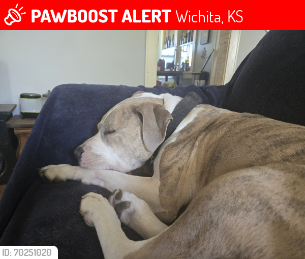 Lost Male Dog last seen 37th and Arkansas , Wichita, KS 67204