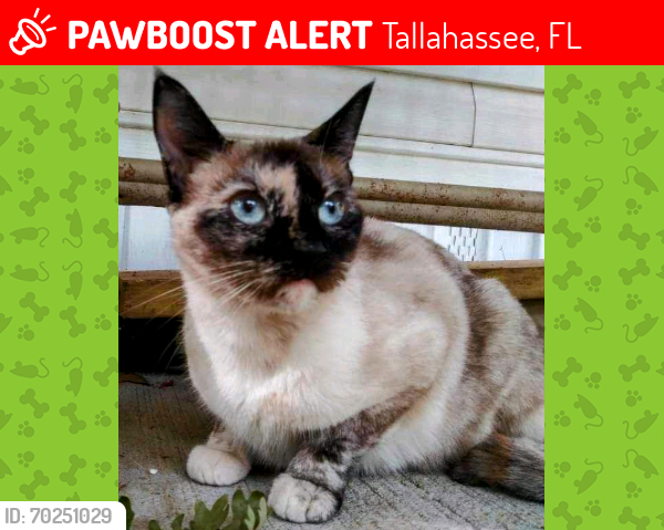 Lost Female Cat last seen Fountains Auto , Tallahassee, FL 32301