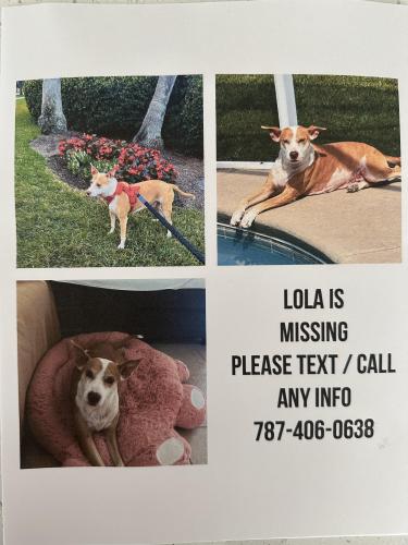 Lost Female Dog last seen Remington , Kissimmee, FL 34744