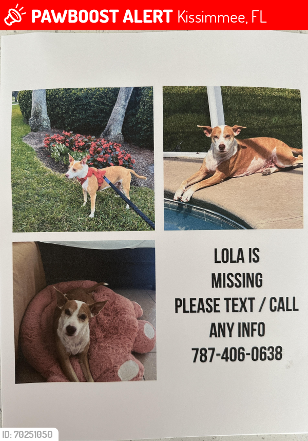 Lost Female Dog last seen Remington , Kissimmee, FL 34744