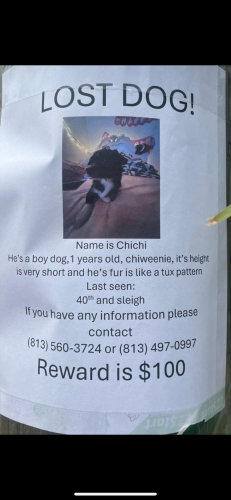 Lost Male Dog last seen Sligh and 40th st, Tampa, FL 33610