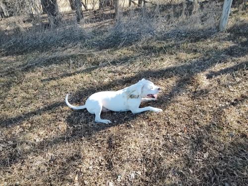 Lost Male Dog last seen Nephew is a trucker and was stopped somewhere in Bloomington. 100 Pound white Dogo Argentino slipped out of his collar and ran away., Bloomington, IL 61701