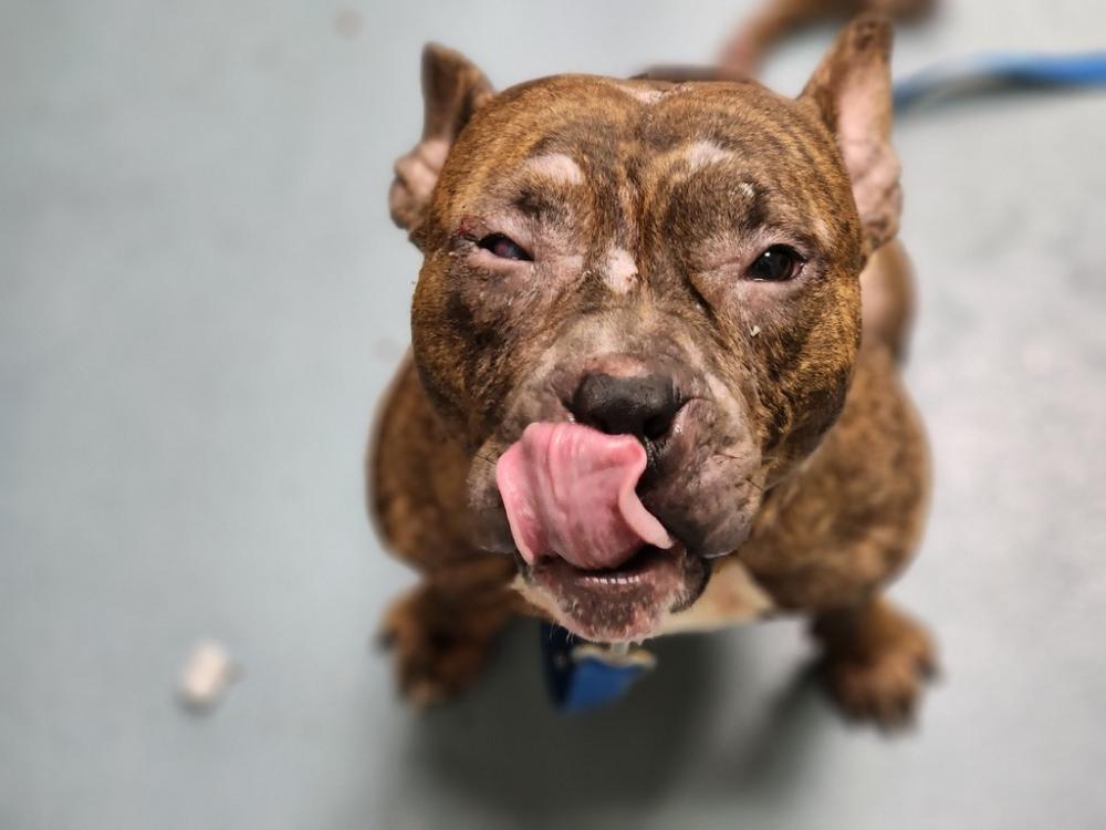 Shelter Stray Male Dog last seen STATEN ISLAND, NY, 10301, Staten Island, NY 10309