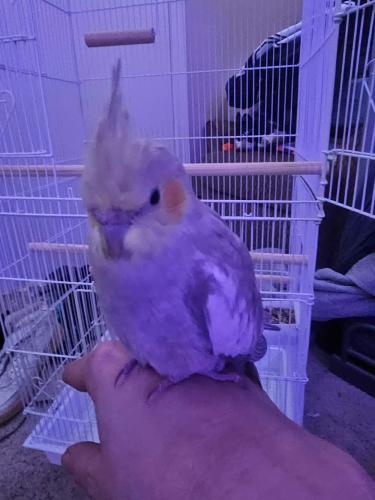 Lost Female Bird last seen Independence and plano pkwy, Plano, TX 75075