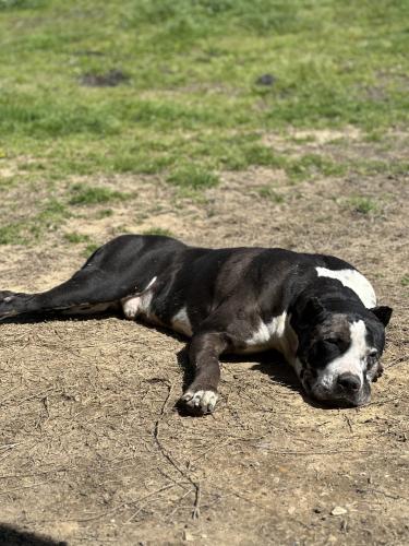 Lost Male Dog last seen RPM Speedway, Crandall TX, Kaufman, TX 75142